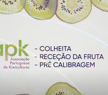 video-colheita-rece-ccedil-atilde-o-da-fruta-e-pr-eacute-calibragem.png